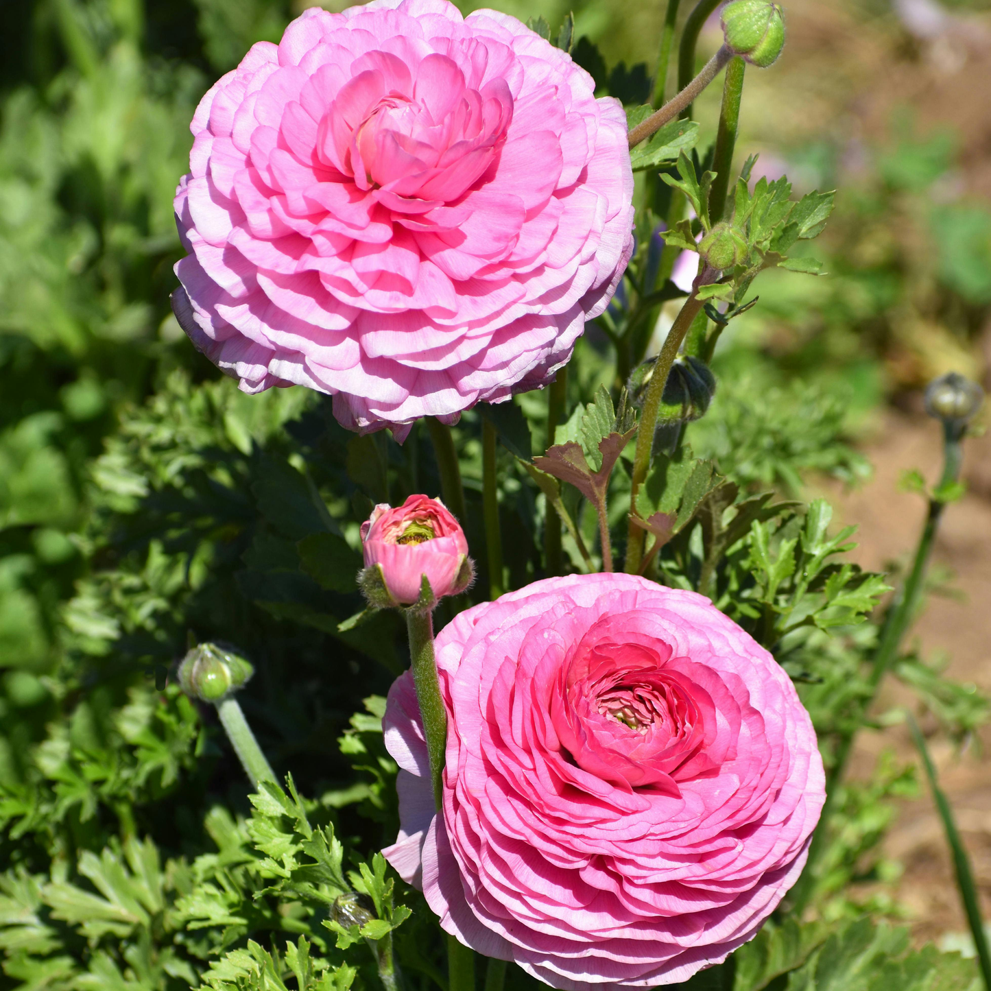 🌸Ranunculus Seeds – 💜Grow Elegant, Rose-Like Blooms in Your Own Garden