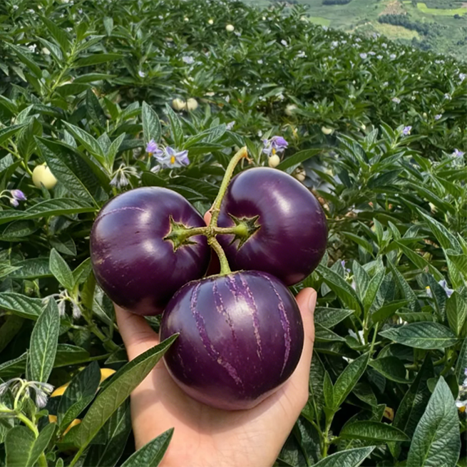 😋 Purple Pepino Seeds 💜Sweet, Juicy & Easy to Grow 🌱