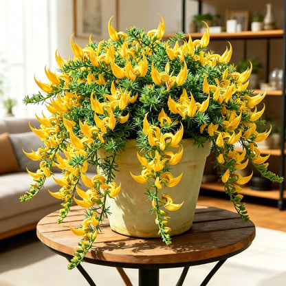 🏠🌸 Parrot Beak Spider Plant Bulbs 🌿 Unique Foliage, Easy to Grow
