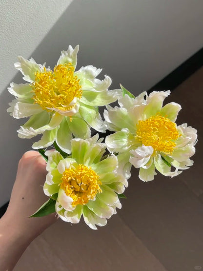🌺 Peony Bulbs: The Queen of Flowers for Your Garden