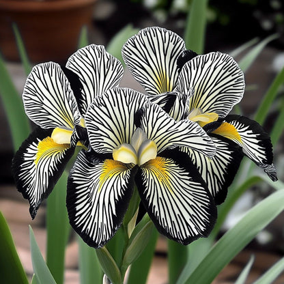 💐Zebra Stripes Iris (Iris Germanica) – A Bold, Striped Beauty