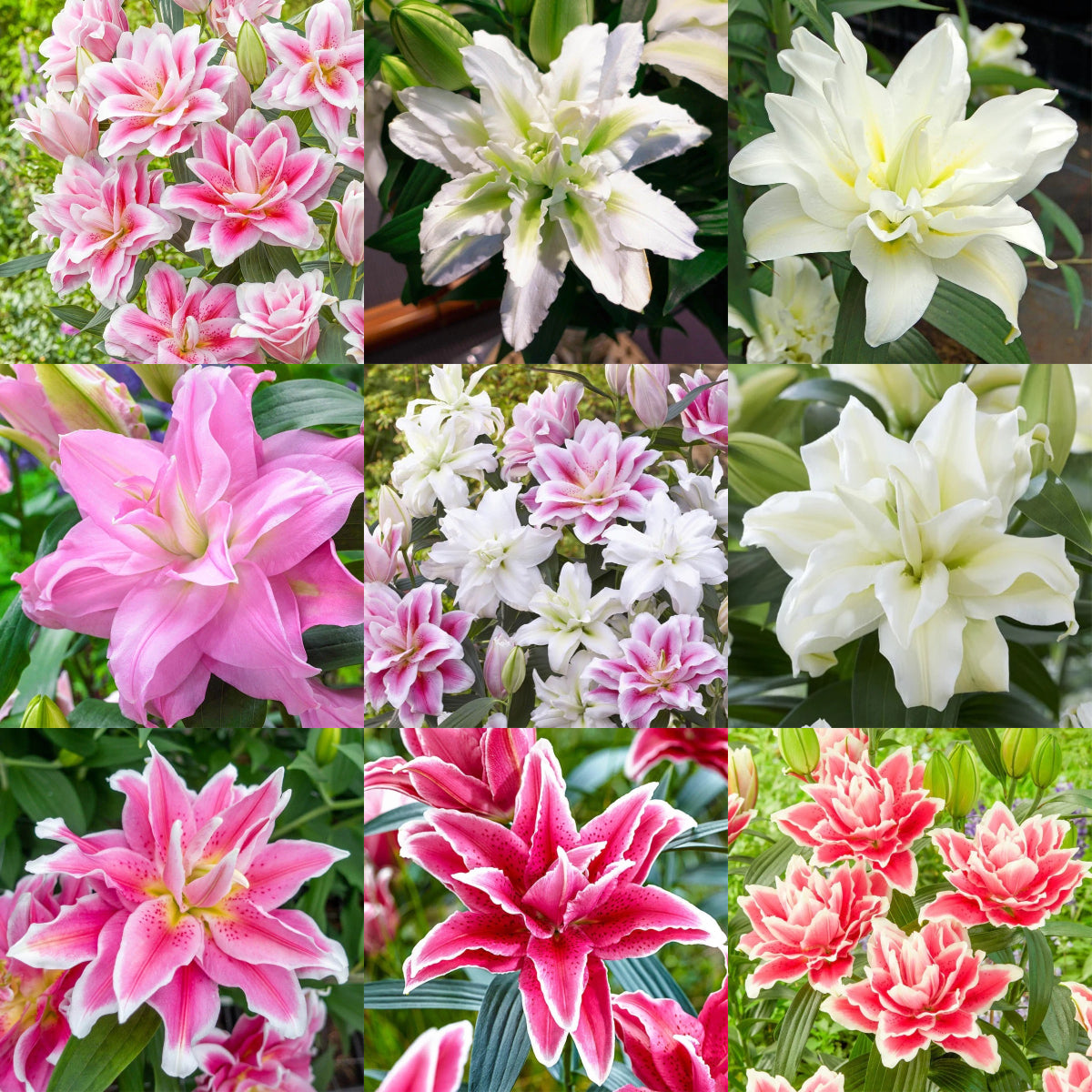 🔥 Easy care 🎁 Pink lily bulbs
