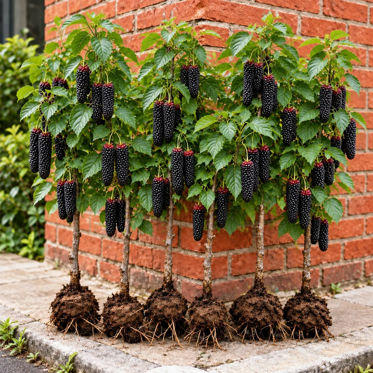 🌳 Rare Giant Red & Black Mulberry Tree Saplings 🌿