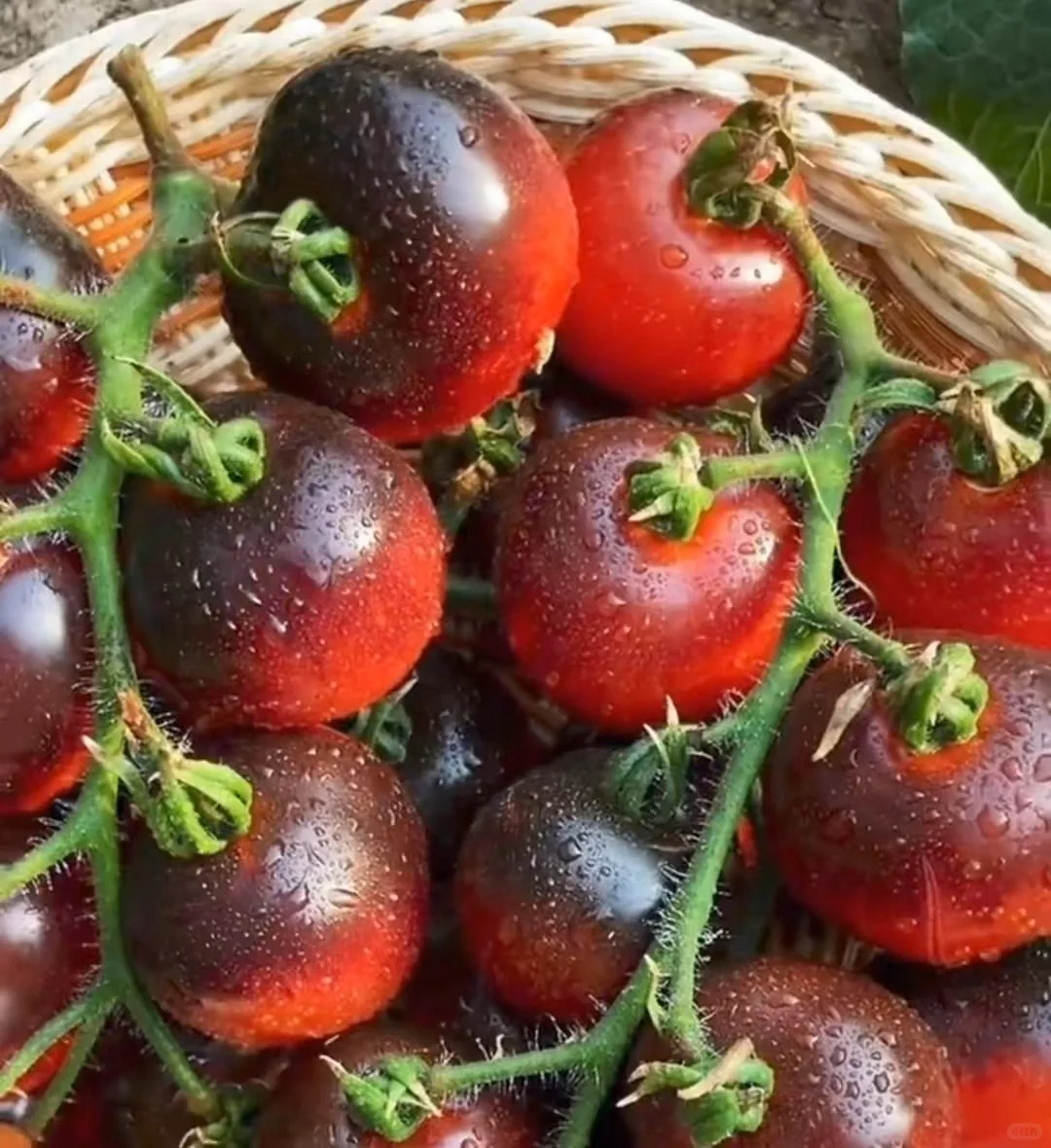 🍅Black Pearl Tomato Seeds