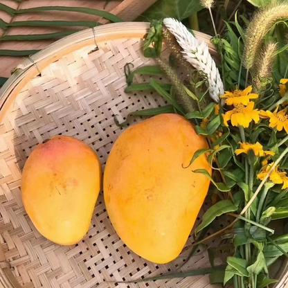 Super sweet 🥭 organic giant mango seeds