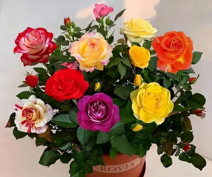 💐Mixed Color Rose Combination Seeds