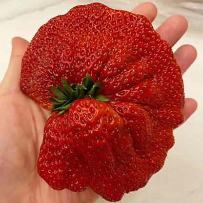 Rare Giant Strawberry Seeds 🍓 Grow Huge, Easy to grow