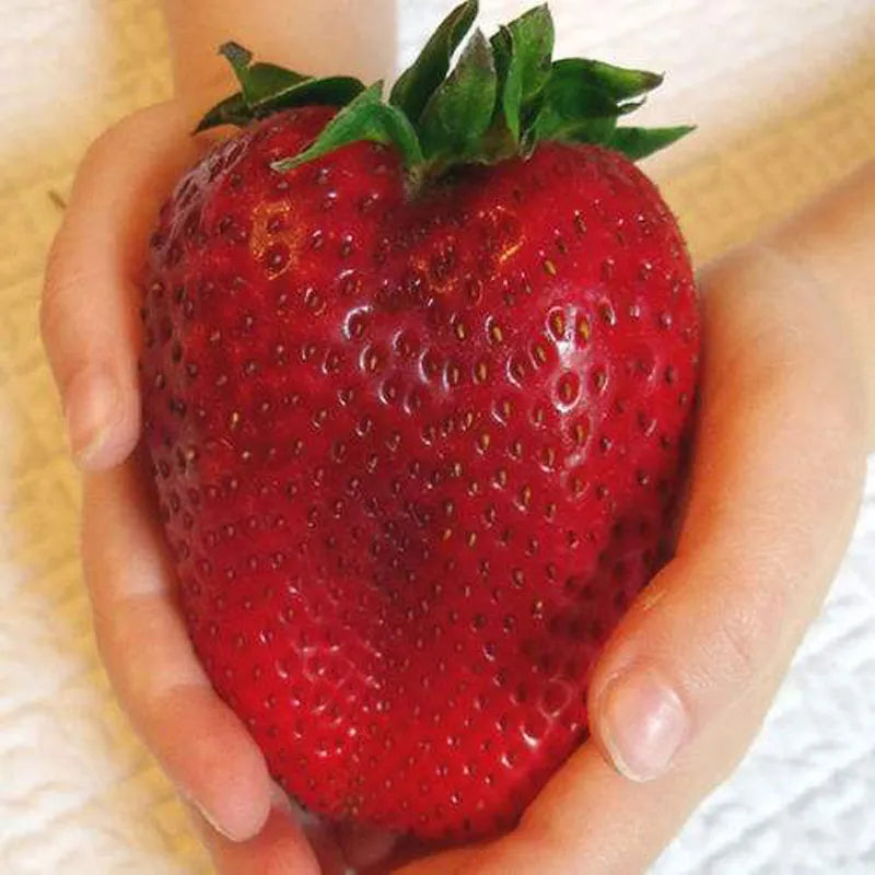 🍓🍓Super Giant Strawberry Fruit Seeds-very easy to grow🍓🍓