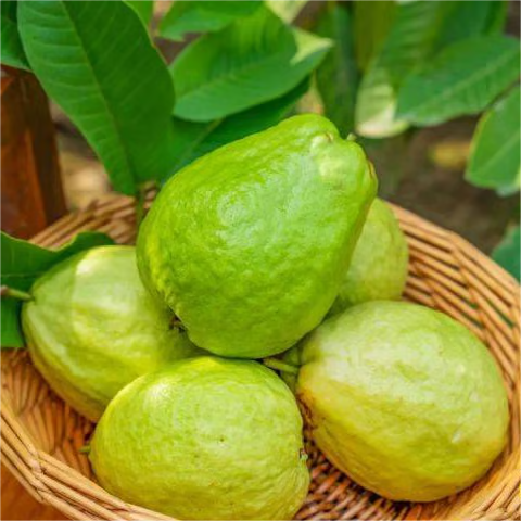 🍓 Plant Exotic Red Guava & Enjoy Fresh Fruit