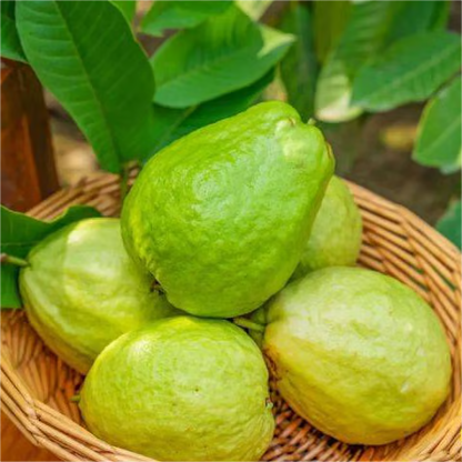 🍓 Plant Exotic Red Guava & Enjoy Fresh Fruit
