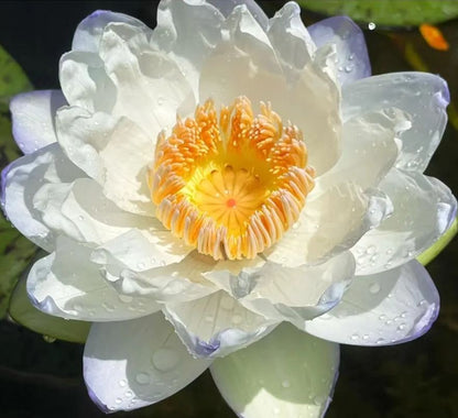 🌈🌹Australian Giant Lotus Seeds