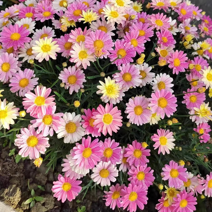❌️🦟Mixed Color Pyrethrum Daisies for a Healthier Garden 🌸