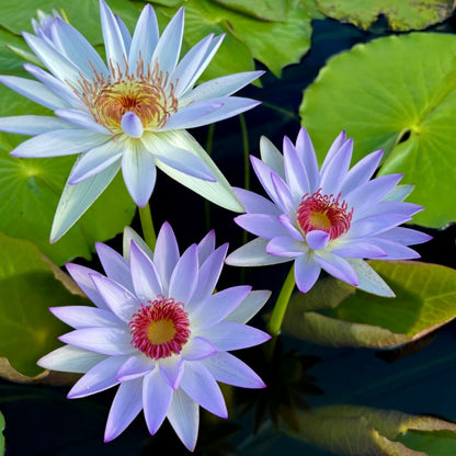 ✨🪷 Water Lilies: Transform Your Water Garden into a Living Masterpiece