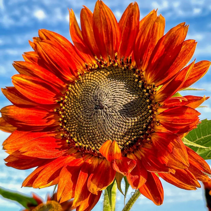 🌻 Colorful Sunflower Seeds Mix