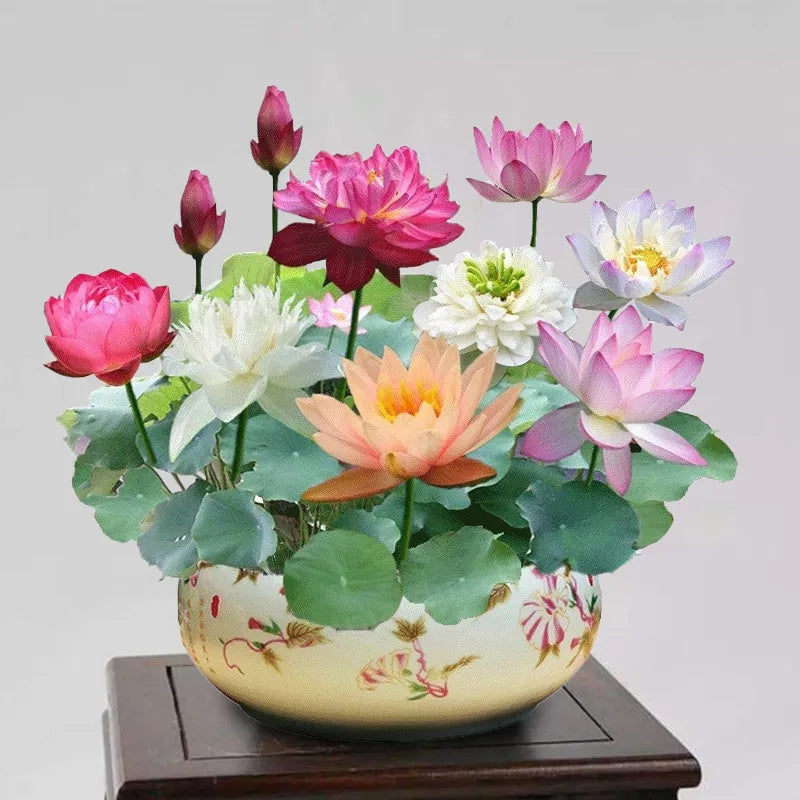 🎁50% Discount🌺The sacred lotus flower in bonsai