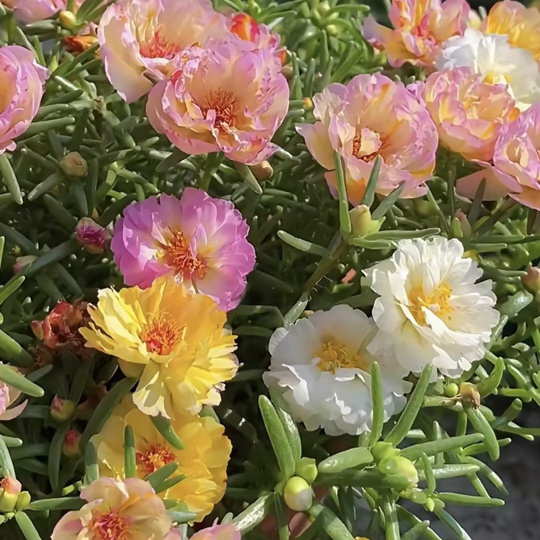🐝 With the Most Hardy Flowers, create the freest DIY🌼 Double-Flower Moss Roses