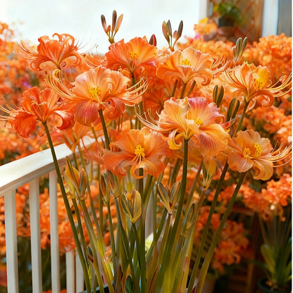 💥💮Seraphic Glow Spider Lily Bulbs – Easy to Grow, Stunning Blooms