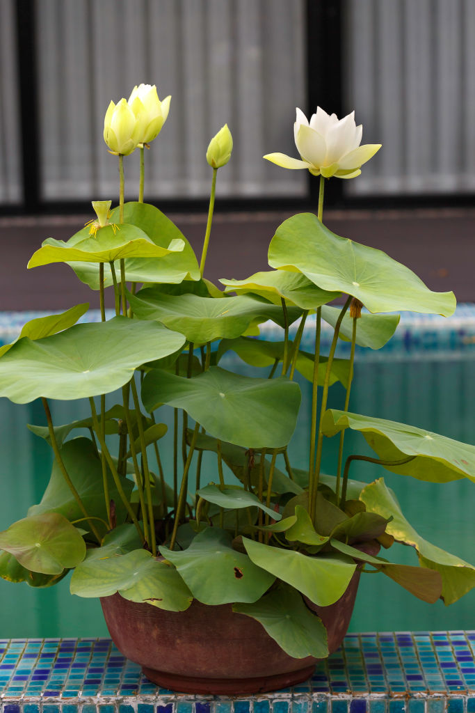 🪷 Grow Your Own Sacred Lotus at Home
