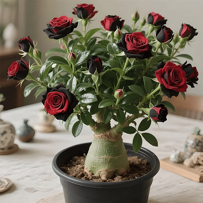 🏠💥Rare Desert Rose Bulbs🌵🌺Easy To Grow On Your Patio And Balcony At Home