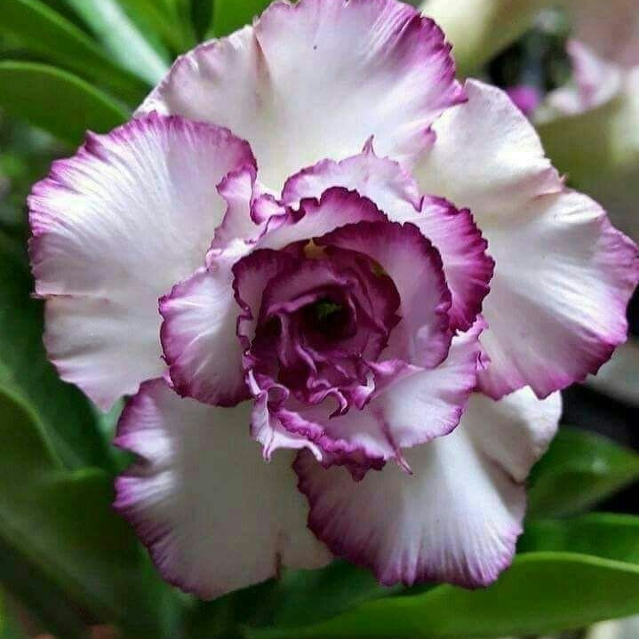 🌵⁺♡₊Bring Exotic Desert Rose Beauty Into Your Garden