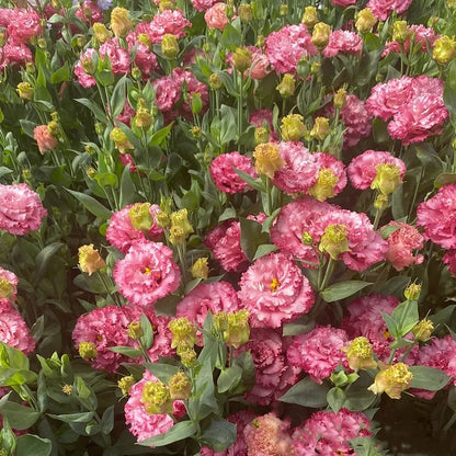 💖🌷Experience the Beauty of Eustoma in Your Own Garden 💐