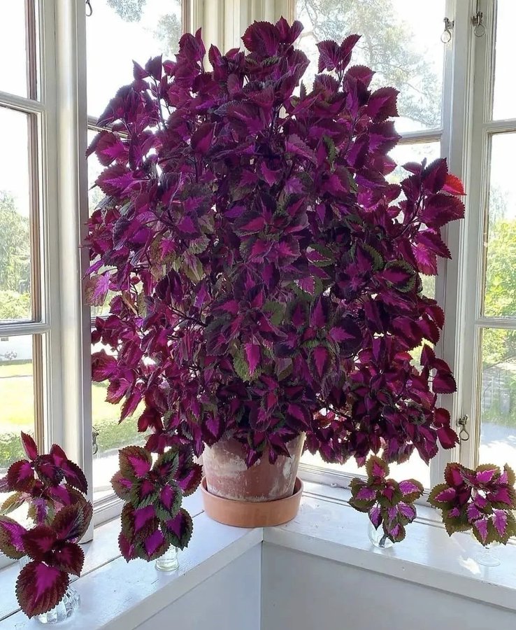 🔥20% Off: Fill Your Garden with the Vibrant ‘China Rose’ Coleus