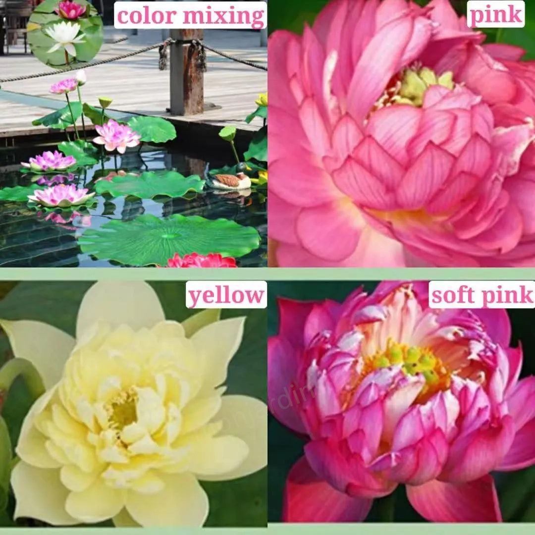 🎁50% Discount🌺The sacred lotus flower in bonsai