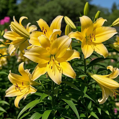 Black Magic Lily🌺Perfume Lily Bulbs✨Fast Blooming&Perfect for Beginners