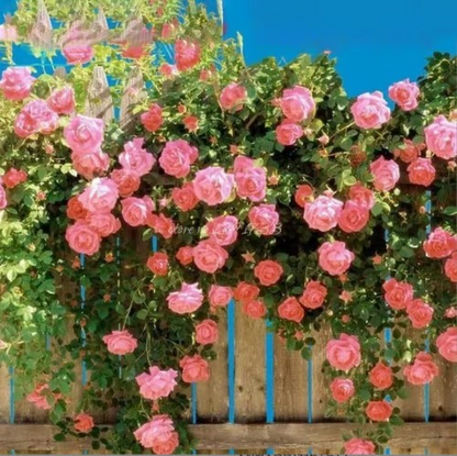 🌹Climbing Vine Rose Seeds – Transform Your Garden Into a Blooming Rose Wall