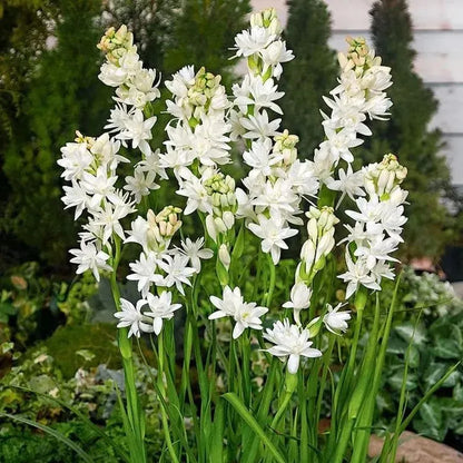 💖 Double Fragrant Tuberose 🌸🌙 A Garden Favorite for Romantic Evenings