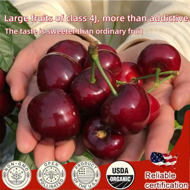 𝜗𝜚🍒ᝰ.ᐟStar your garden with premium Chilean Cherry Seeds for healthy growth and consistent yields 🌿