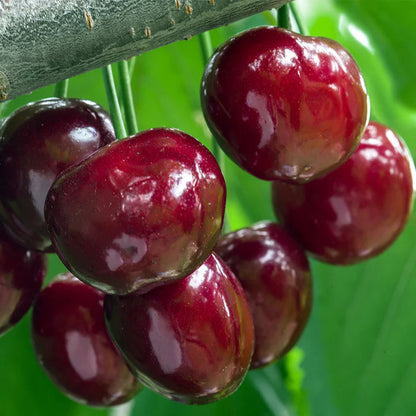 𝜗𝜚🍒ᝰ.ᐟStar your garden with premium Chilean Cherry Seeds for healthy growth and consistent yields 🌿