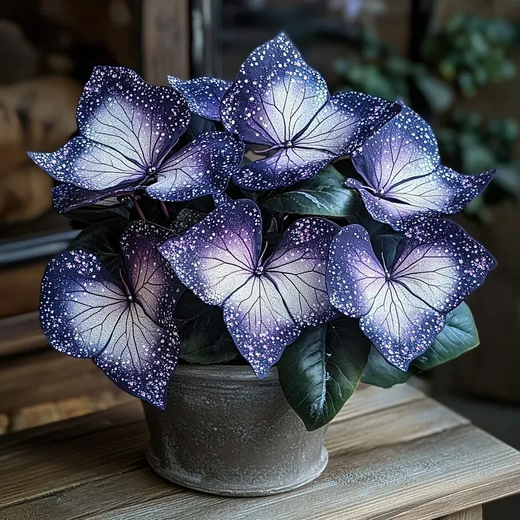 🎁Midnight blue Hosta-A Radiant Addition to Your Home! 🌟
