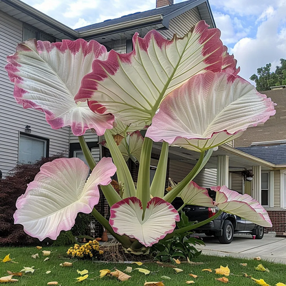🌿✨Giant Caladium Bulbs 🎊The color wizard that creates a dream garden 🌈