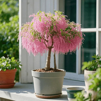 🏠🌳Add color and fragrance to the space-Tassel seeds🍃