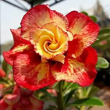 🌵 Desert Rose Bulbs - An Exotic Gem for Your Garden🌸