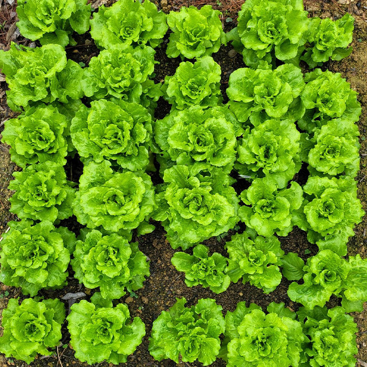 Organic Lettuce Seeds