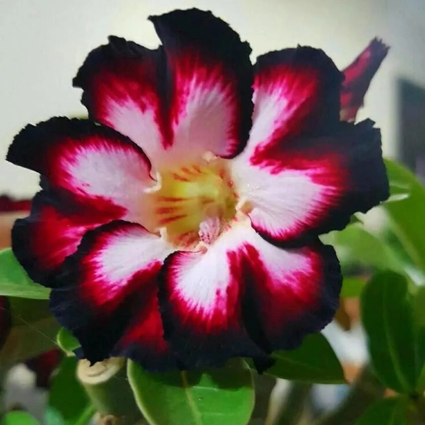 🌵 Desert Rose Bulbs - An Exotic Gem for Your Garden🌸