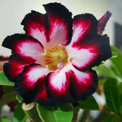 🌵 Desert Rose Bulbs - An Exotic Gem for Your Garden🌸