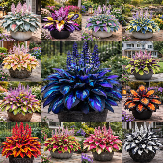 🌿 Hosta Bulbs: Big Beautiful Leaves, Almost Zero Effort
