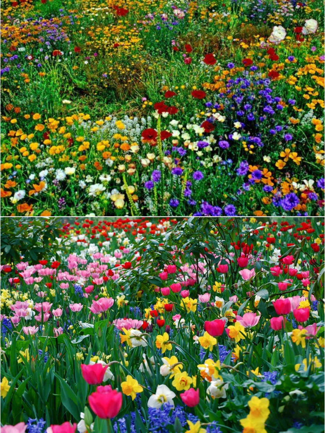 🌸 All-Season Mixed Perennial Flowers Seeds – 90+ Varieties, Bloom All Year!