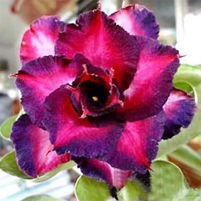 🌵 Desert Rose Bulbs - An Exotic Gem for Your Garden🌸