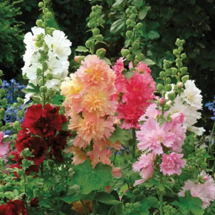 🌸 Grow a Garden That Gets Better Every Year