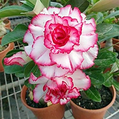 🌵 Desert Rose Bulbs - An Exotic Gem for Your Garden🌸
