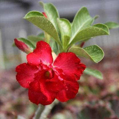 🌵 Desert Rose Bulbs - An Exotic Gem for Your Garden🌸