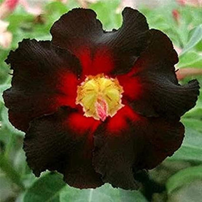 🌵 Desert Rose Bulbs - An Exotic Gem for Your Garden🌸