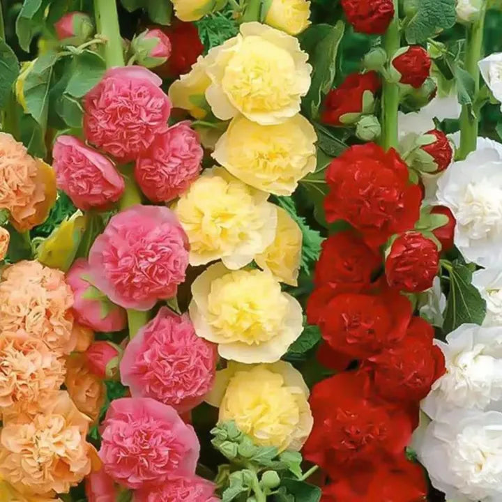 🌸 Grow a Garden That Gets Better Every Year