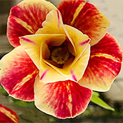 🌵 Desert Rose Bulbs - An Exotic Gem for Your Garden🌸