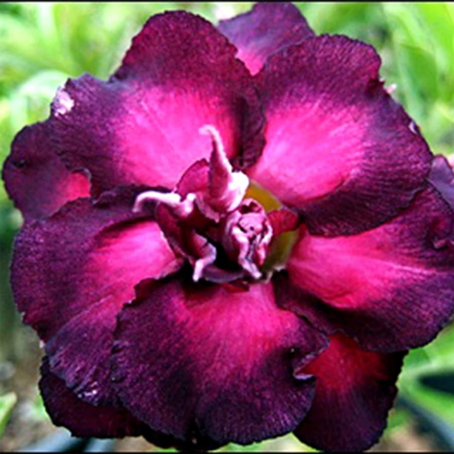🌵 Desert Rose Bulbs - An Exotic Gem for Your Garden🌸