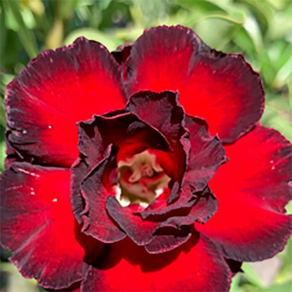 🌵 Desert Rose Bulbs - An Exotic Gem for Your Garden🌸